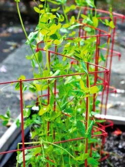 Expandable Pea Trellis -Garden Tools Sales 8587061 100 tif