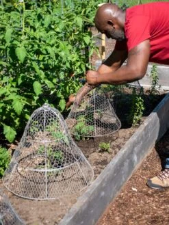 Chicken Wire Cloche With Extension -Garden Tools Sales 8590210 0442 tif
