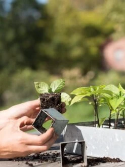 Galvanized Seed Starting Tray -Garden Tools Sales 8595893 4382 tif