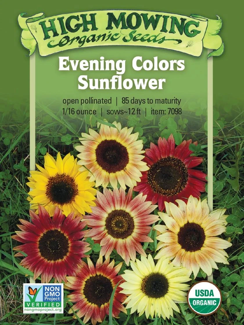 Evening Colors Sunflower Organic Seeds 1 Evening Colors Sunflower Organic Seeds