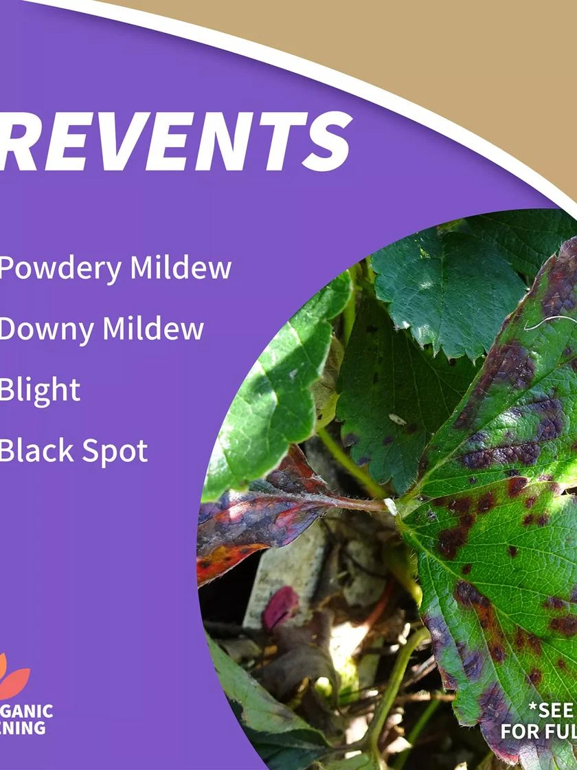 Captain Jack's™ Copper Fungicide Ready To Use, 1 Quart 2 Captain Jack's™ Copper Fungicide Ready To Use, 1 Quart - Image 2