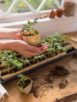 Paper Pots, 50 Cell 11 Paper Pots, 50 Cell -Garden Tools Sales 8599830 0507 tif