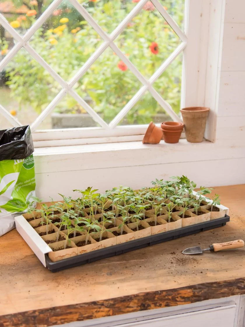 Paper Pots Starter Set 1 Paper Pots Starter Set