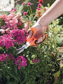 Gardener's Multi Purpose Scissors -Garden Tools Sales 8608655 19551 tif