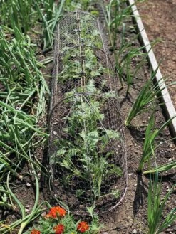 Chicken Wire Row Cloche Expandable Extra Large 3N1 -Garden Tools Sales 8609412 5903 tif