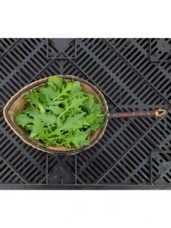 Silk Road Garden Organic Seed Collection, Set Of 6 -Garden Tools Sales 8610264 mizuna babyleaf 01v