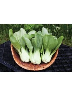 Silk Road Garden Organic Seed Collection, Set Of 6 -Garden Tools Sales 8610264 shanghai green pac choy 05v