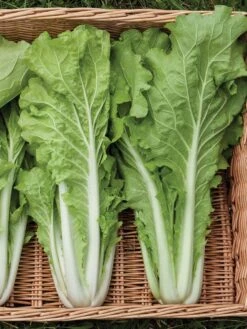 Silk Road Garden Organic Seed Collection, Set Of 6 -Garden Tools Sales 8610264 tokyo bekana 02v