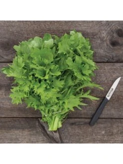Wasabina Mustard Greens Organic Seeds 5 Wasabina Mustard Greens Organic Seeds -Garden Tools Sales 8610264 wasabina mustard 04v