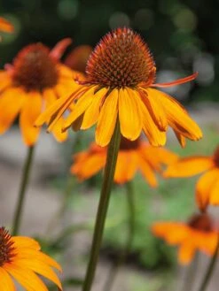 Bower & Branch® Tiki Torch Coneflower