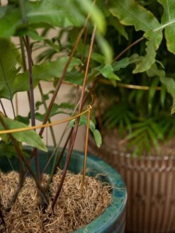 Brass Plated Grow Throughs, Set Of 2 -Garden Tools Sales 8612661 0043