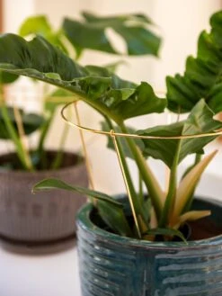 Brass Plated Grow Throughs, Set Of 2 -Garden Tools Sales 8612662 0047 brass plated grow throughs set of 2