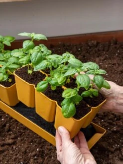 Gardener's Best® XL 6-Cell Planting Tray, Set Of 4 -Garden Tools Sales 8613031 6300