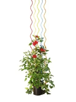 Rainbow Spiral Supports, Set Of 5 13 Rainbow Spiral Supports, Set Of 5 -Garden Tools Sales GS36377 03S tif